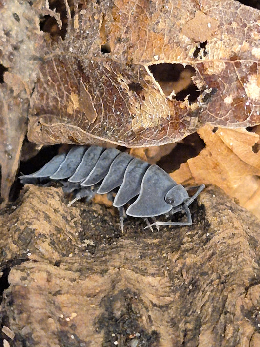 Ardentiella sp (ex Merulanella sp). "Black Hole" Isopods - The Bug Room