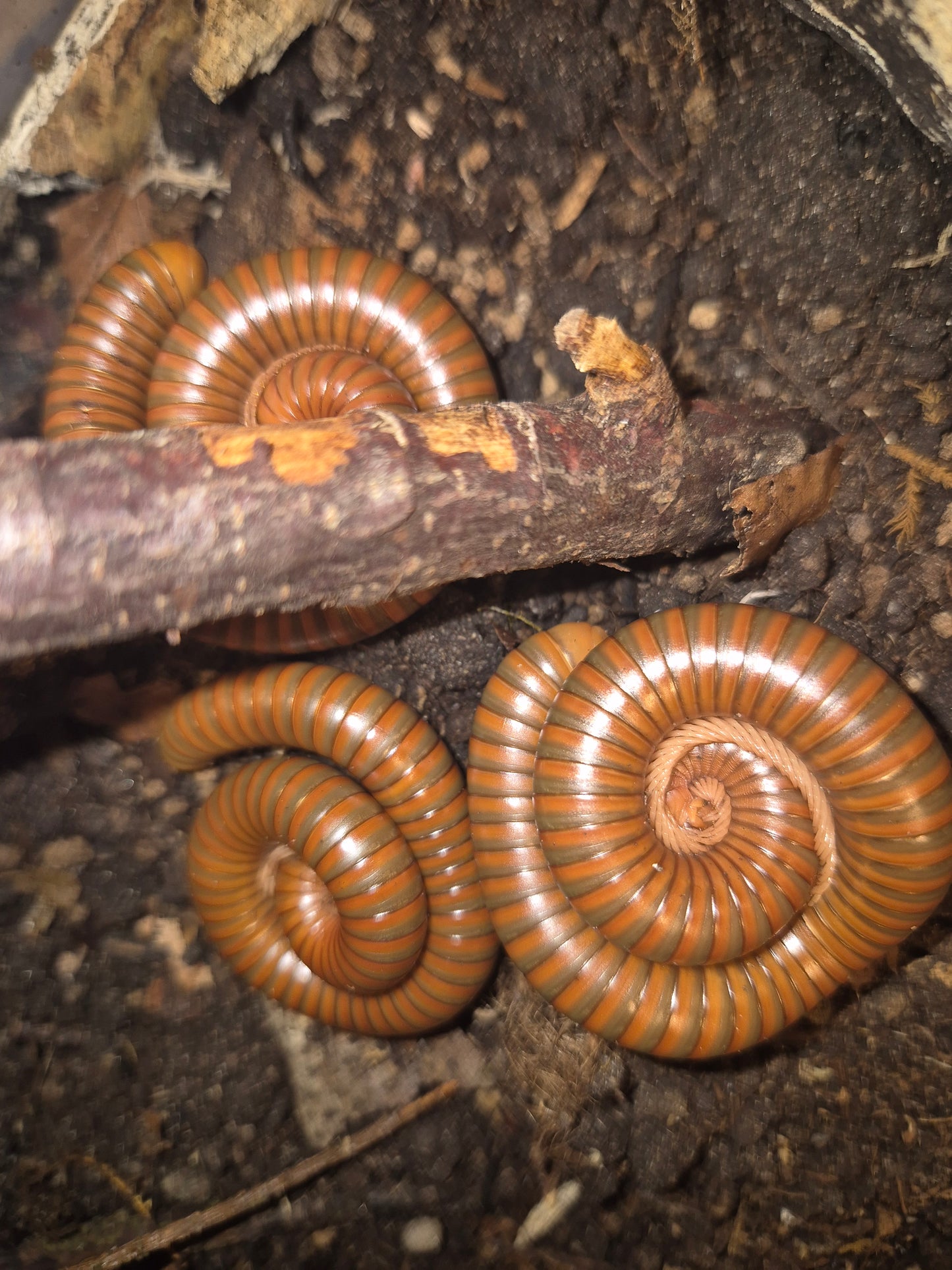 Spirostreptus sp. 1 "Burmese Beauty" Millipedes