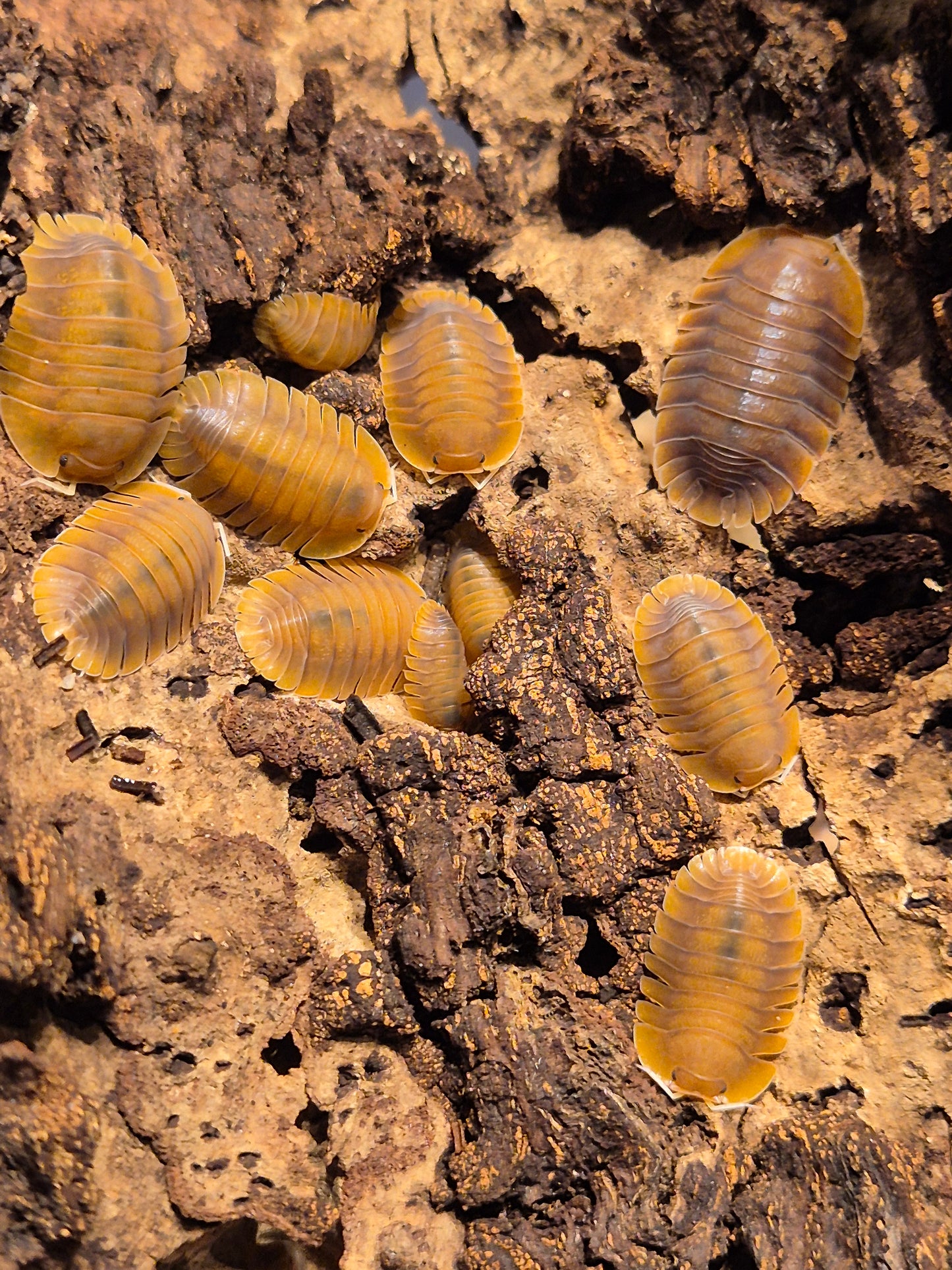 Troglodillo sp. Vex Isopods - The Bug Room