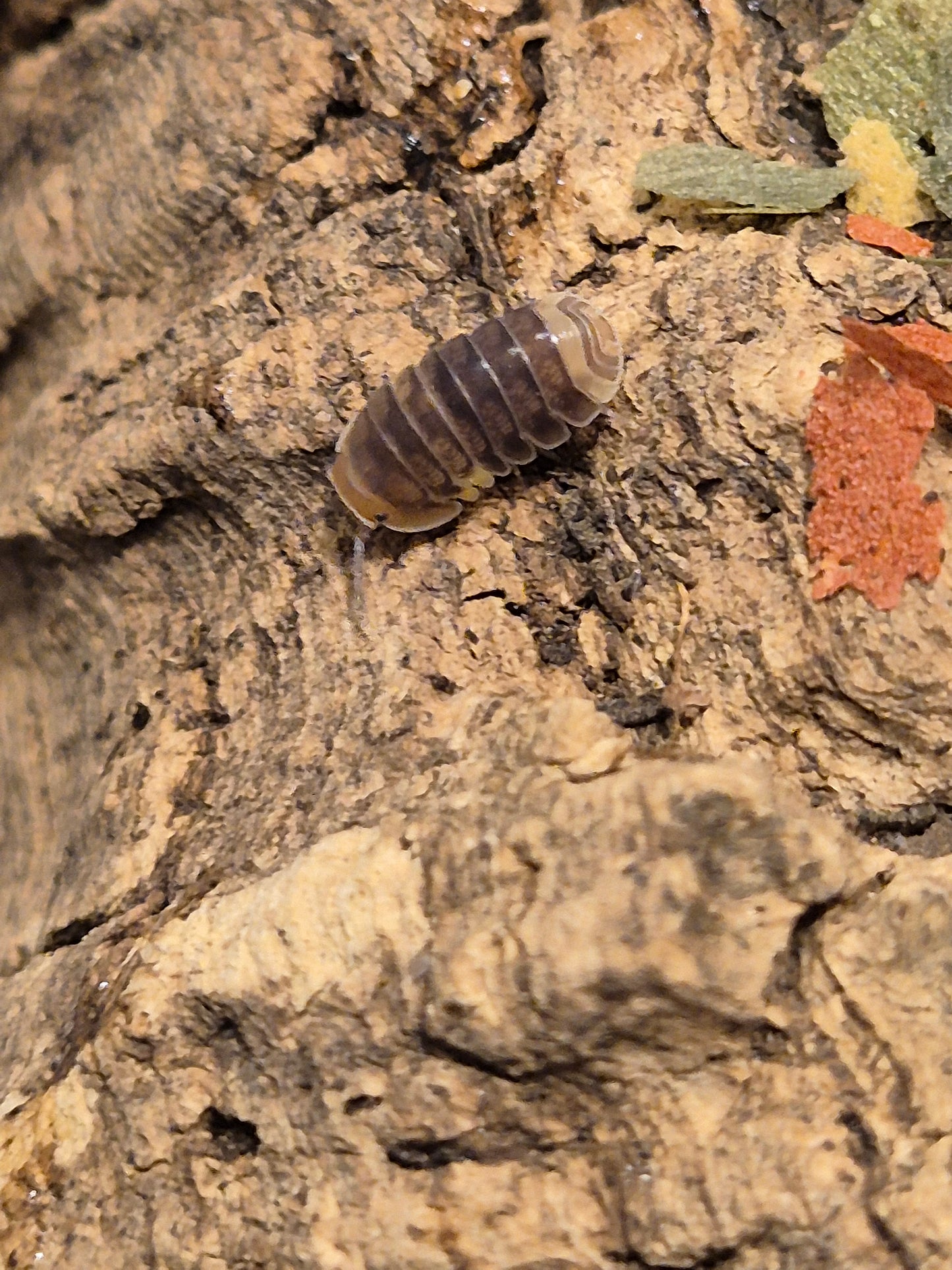 Cubaris sp R13 Ducky Isopods