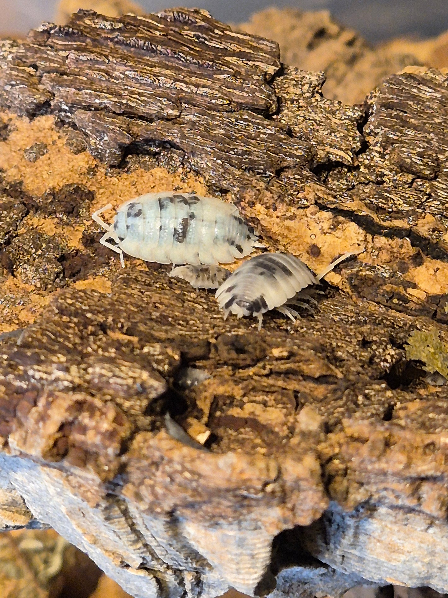 Porcellio Scaber "Moo Cow" Isopods - The Bug Room