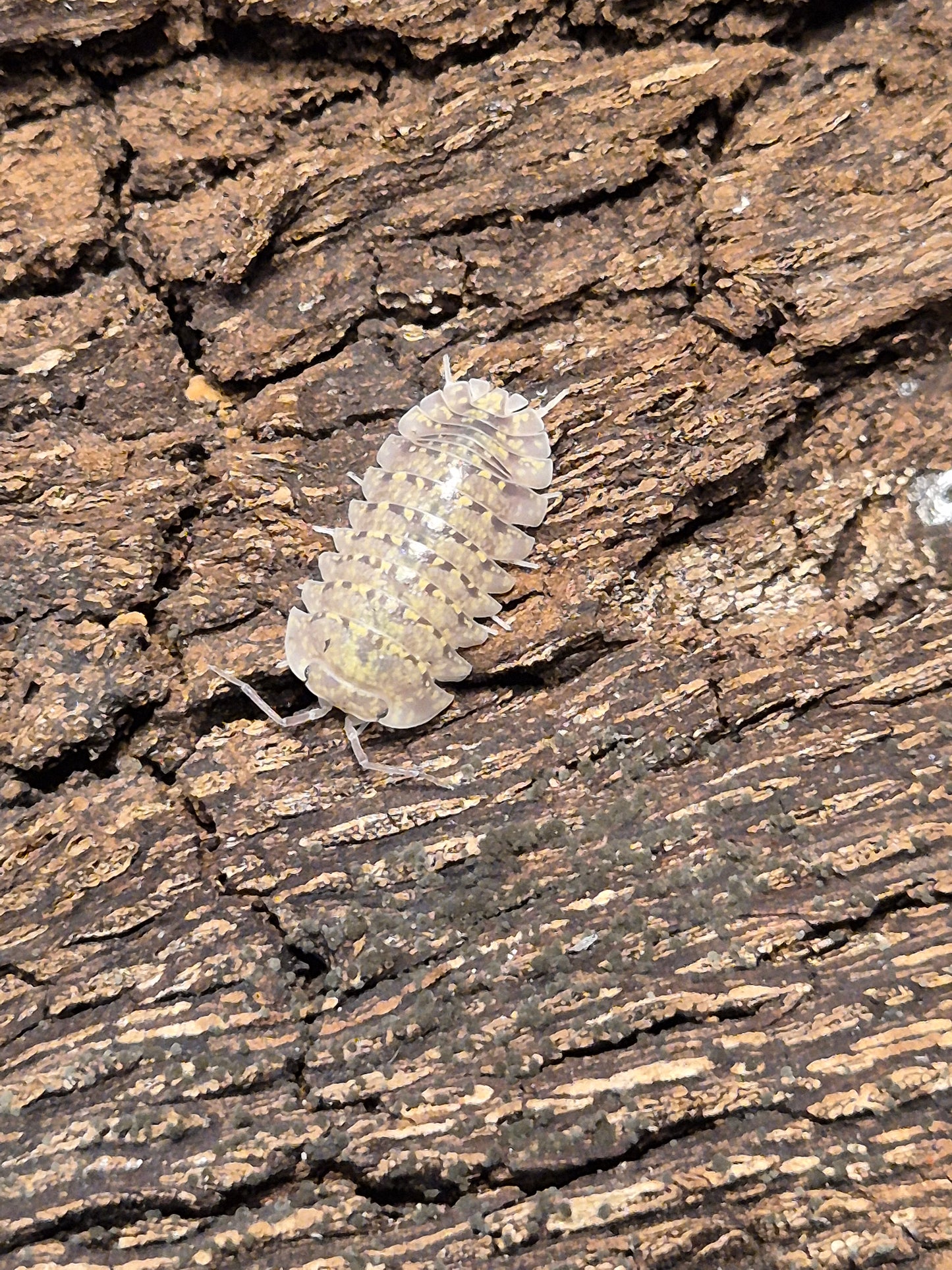 Armadillidium Amegloi Isopods
