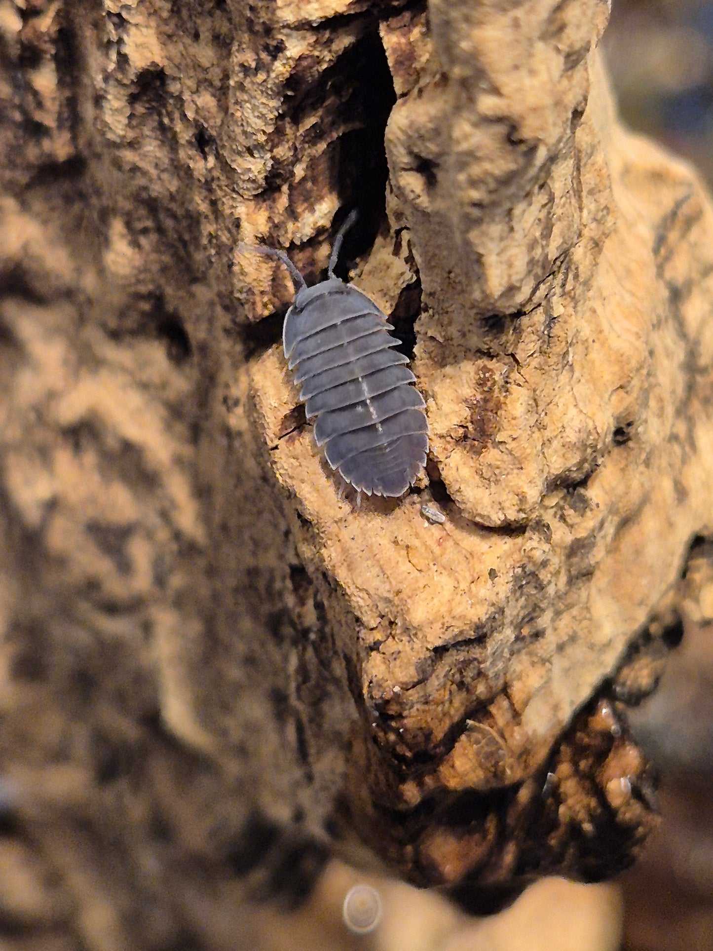 Ardentiella sp (ex Merulanella sp). "Black Hole" Isopods
