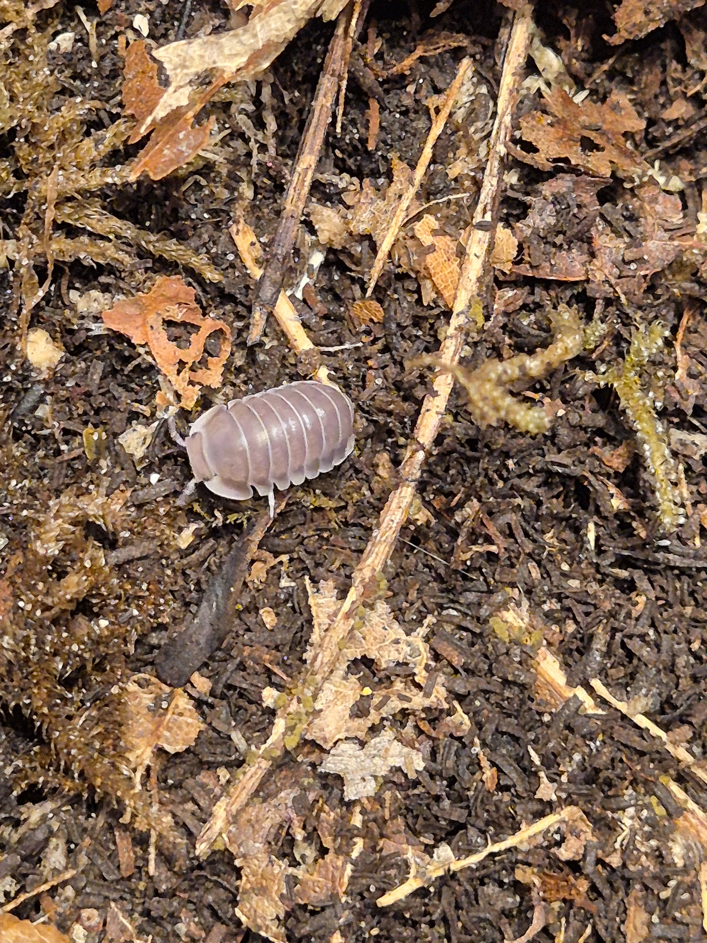 Cubaris sp "White Side / Penguin" Isopods - The Bug Room