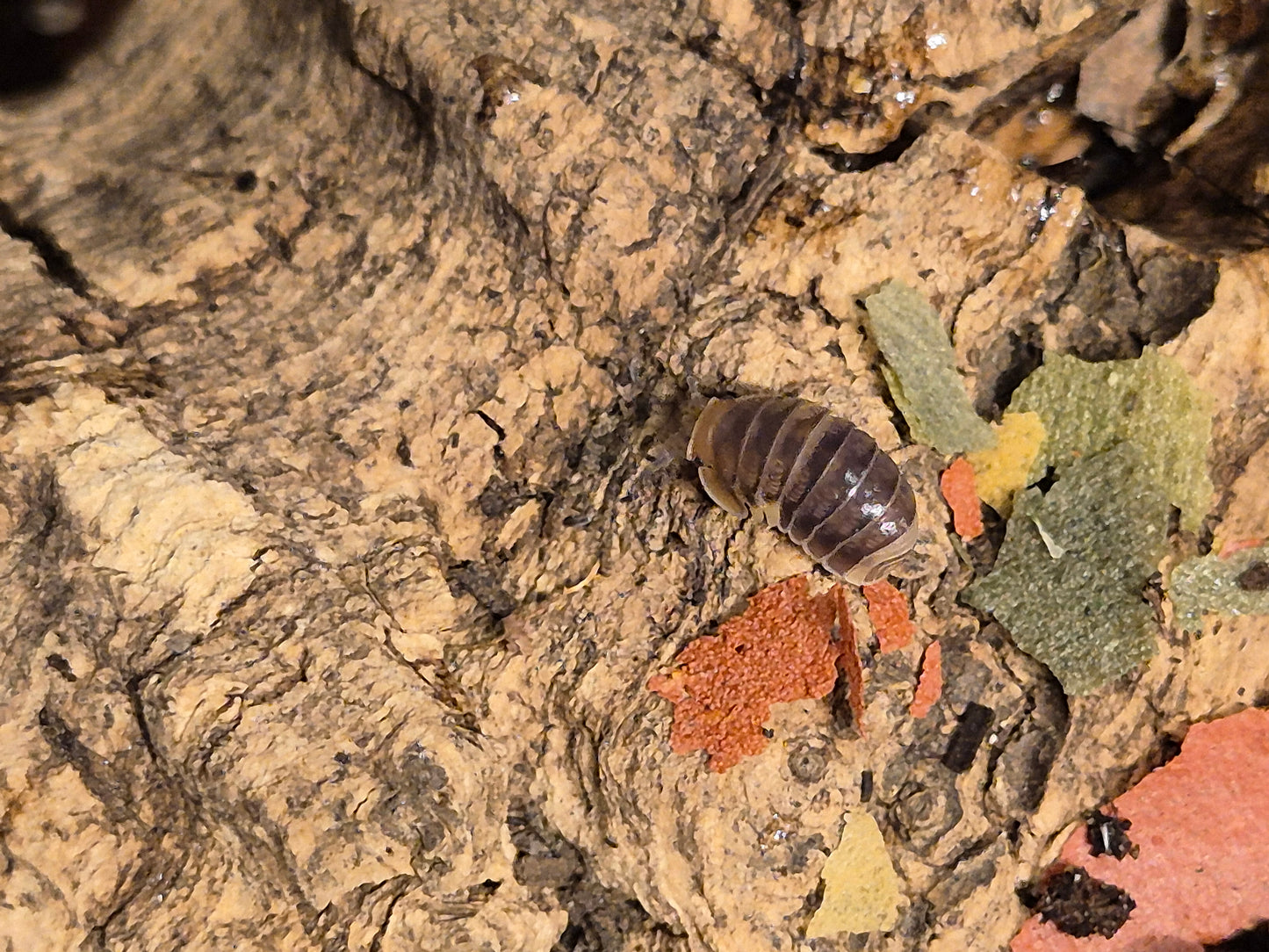 Cubaris sp R13 Ducky Isopods