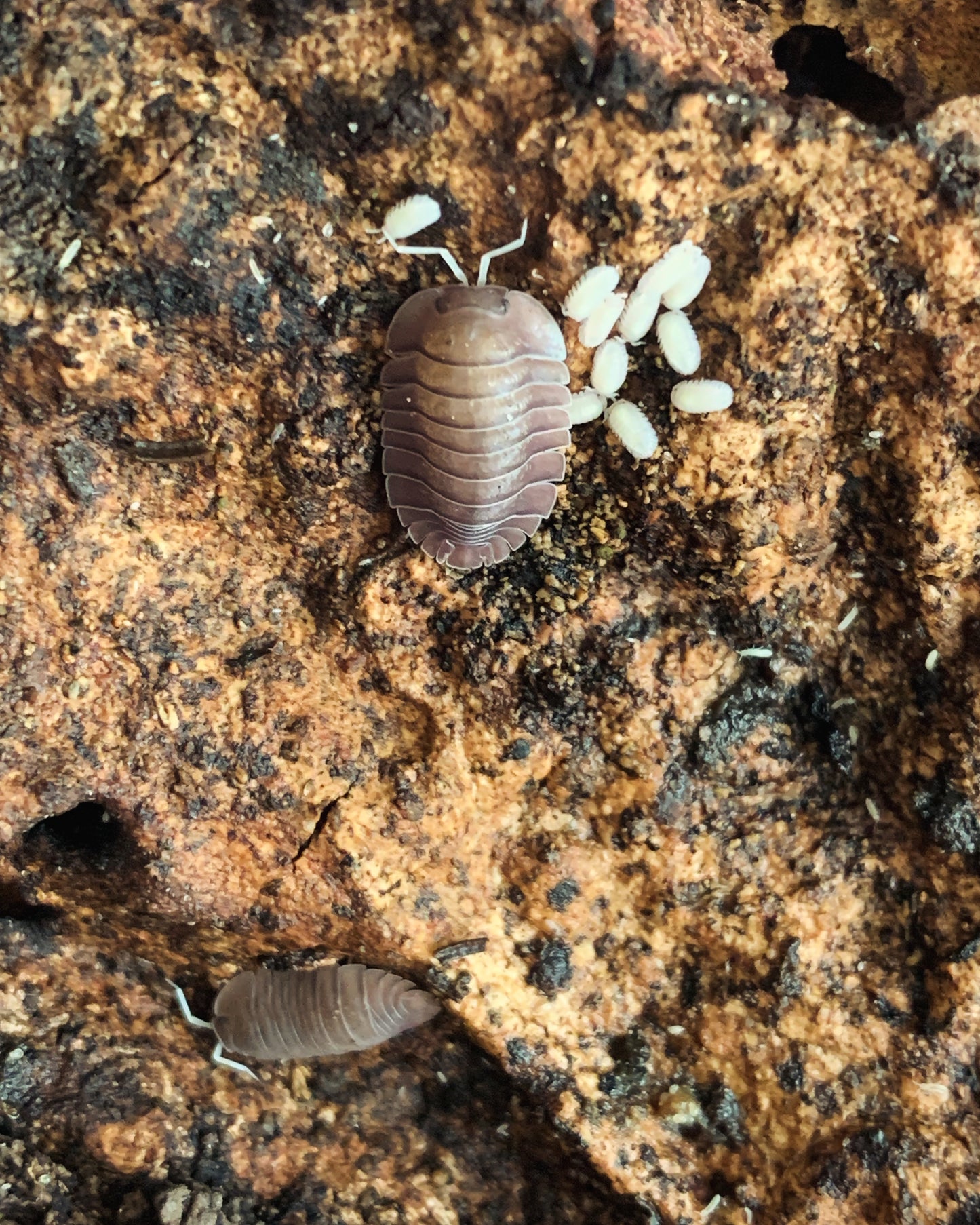 Troglodillo sp. Soil isopods