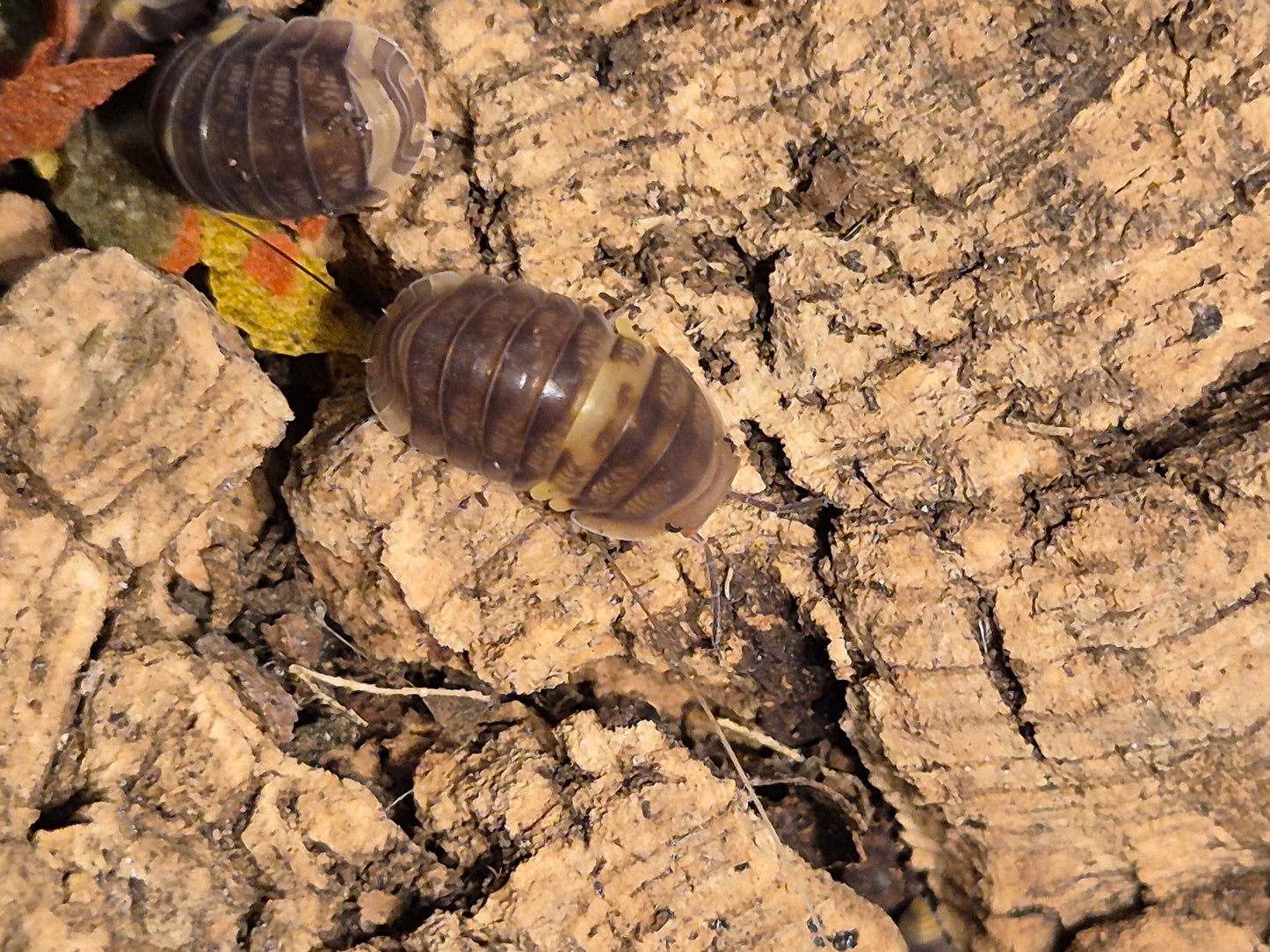 Cubaris sp R13 Ducky Isopods