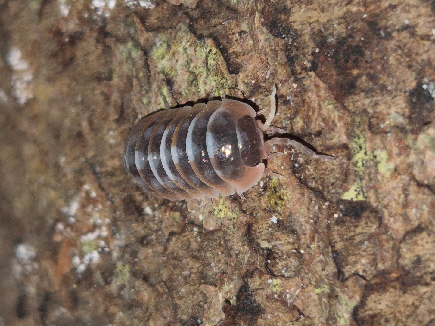 Armadillidium Klugii "Nebula" / "Skeleton" Isopods - The Bug Room