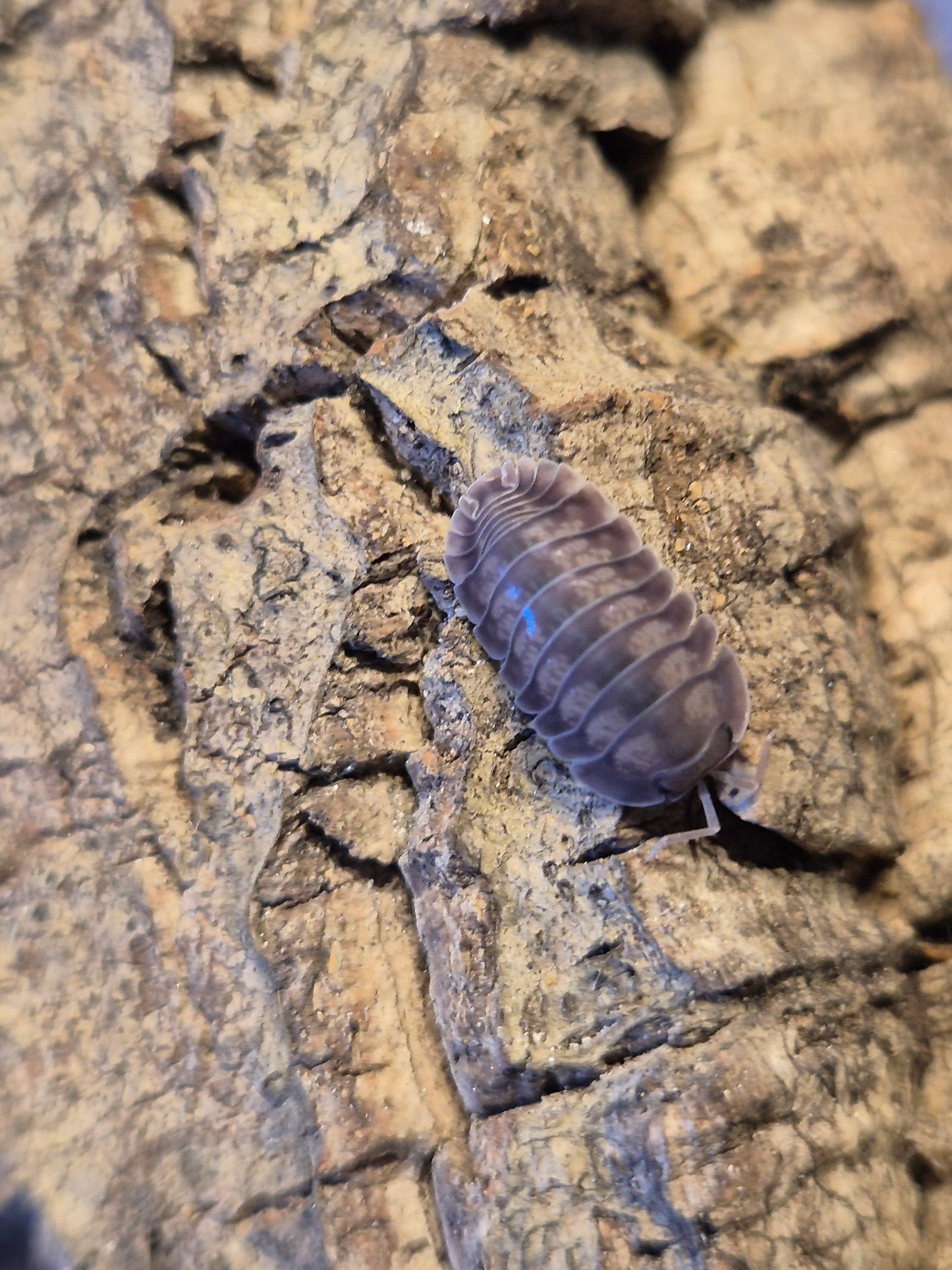 Nesodillo Silver Ghost Isopods - The Bug Room