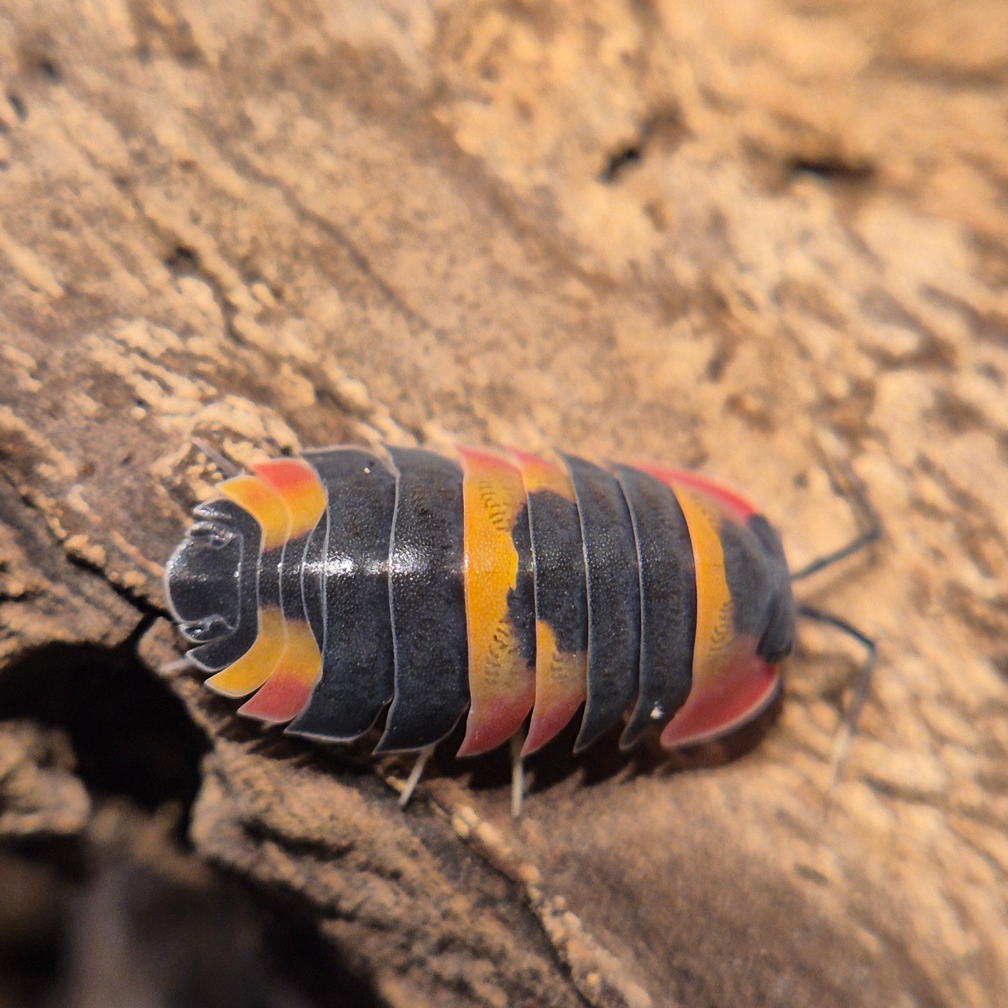 Ardentiella sp. Phoenix