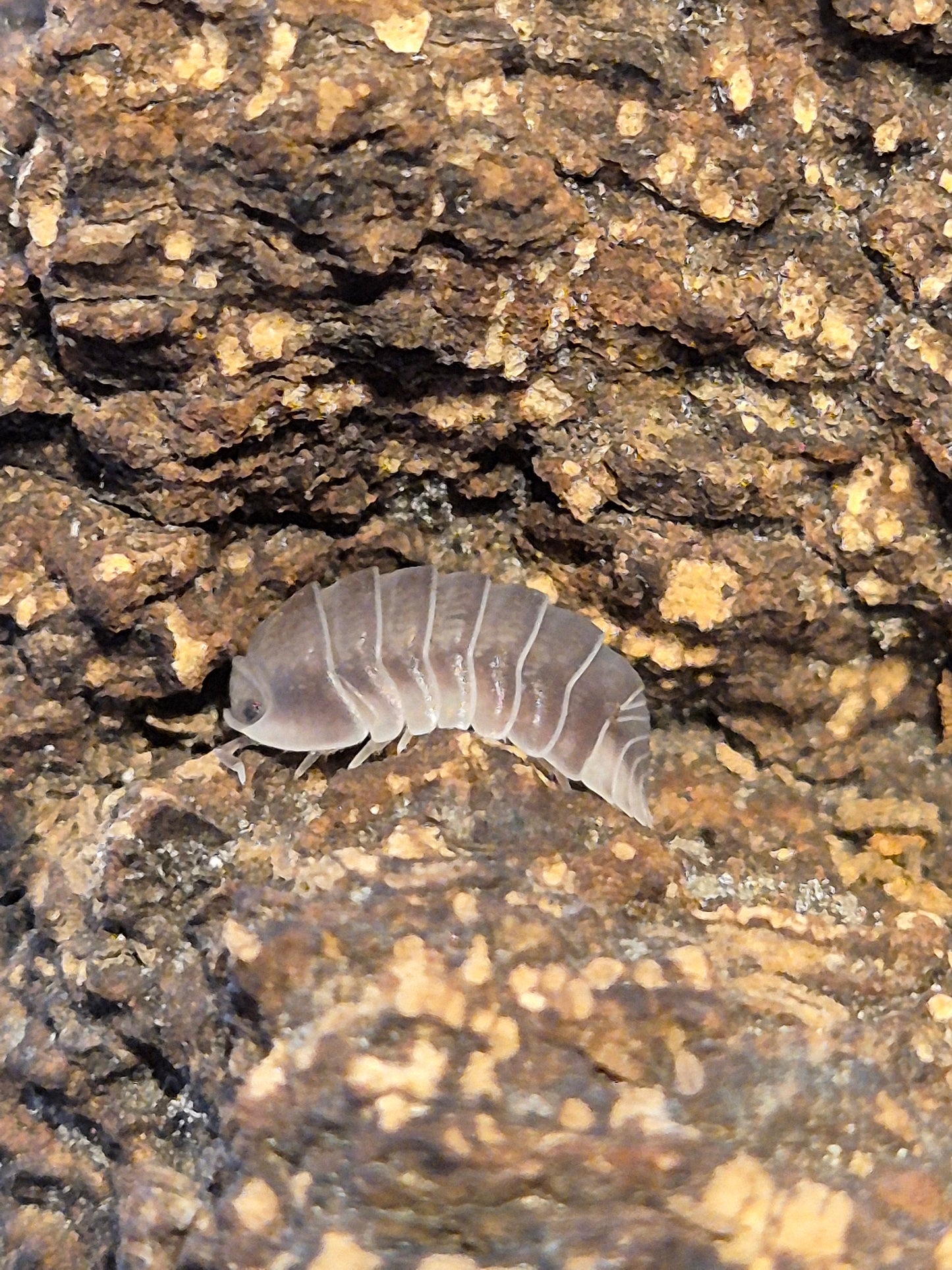Cubaris sp "White Side / Penguin" Isopods - The Bug Room