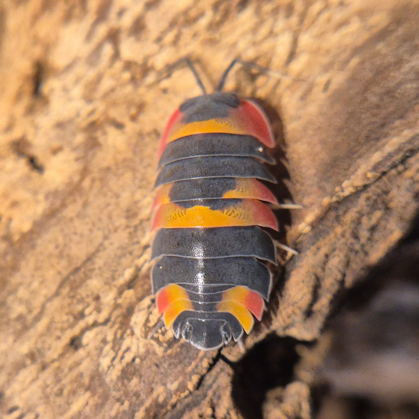 Ardentiella sp. Phoenix