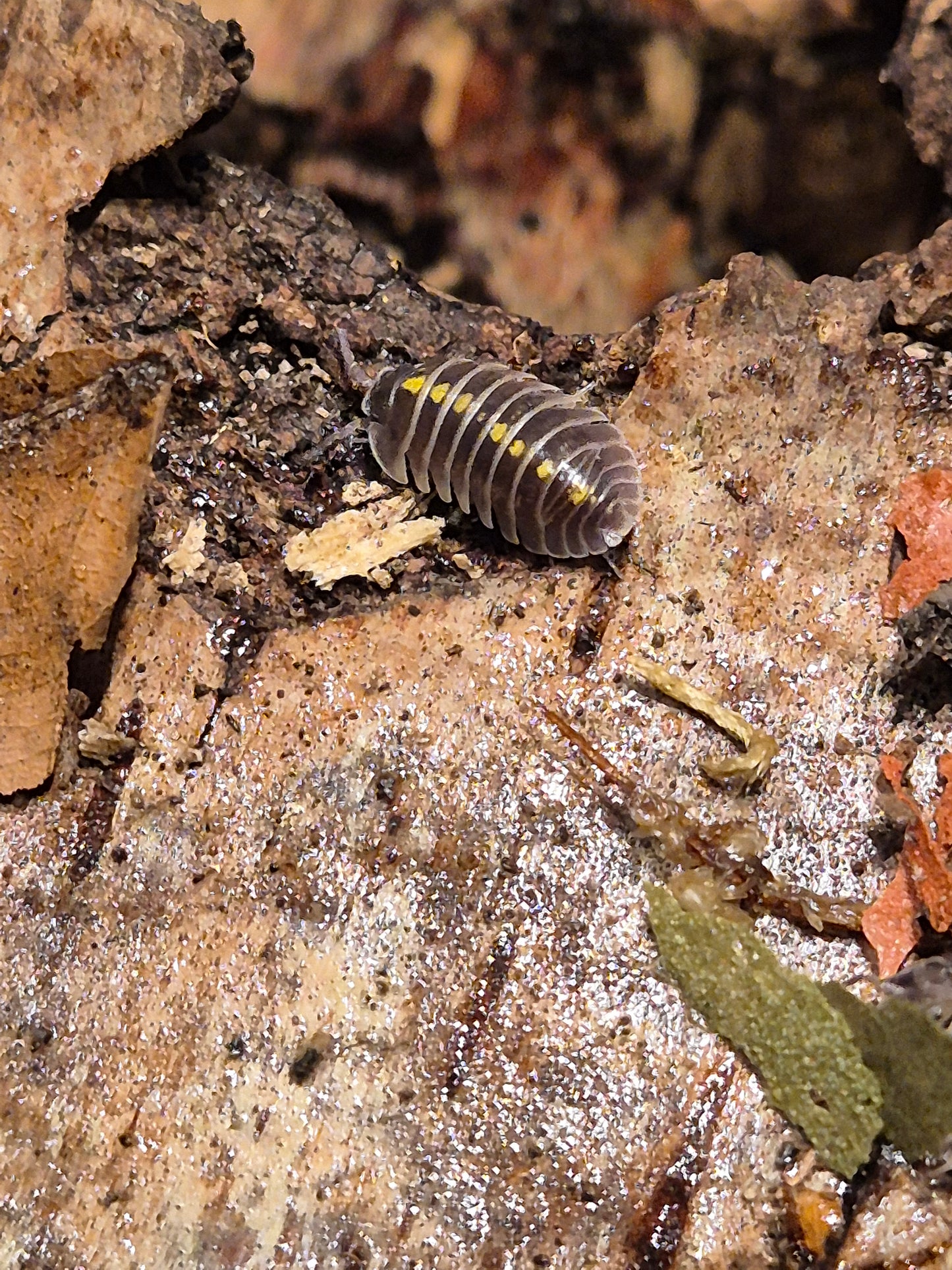 Armadillidium Germanicum "Darth Vader" Isopods