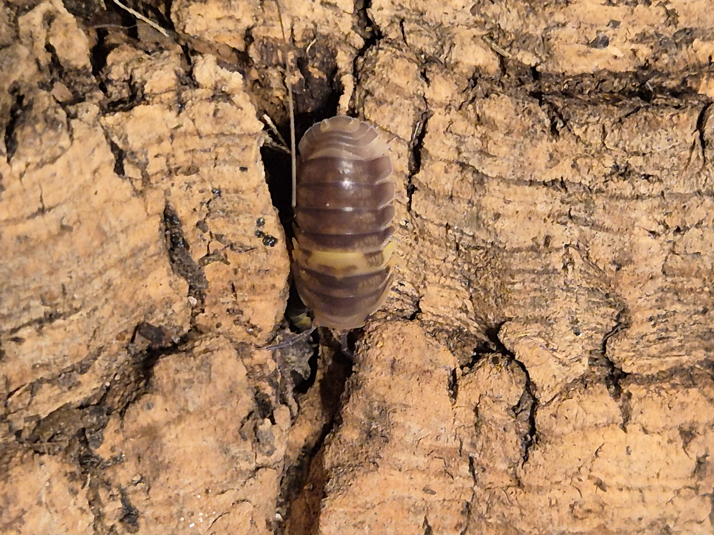 Cubaris sp R13 Ducky Isopods