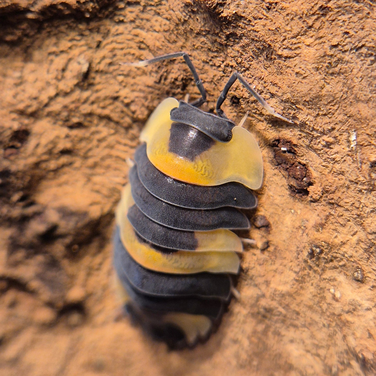 Ardentiella sp. Phoenix