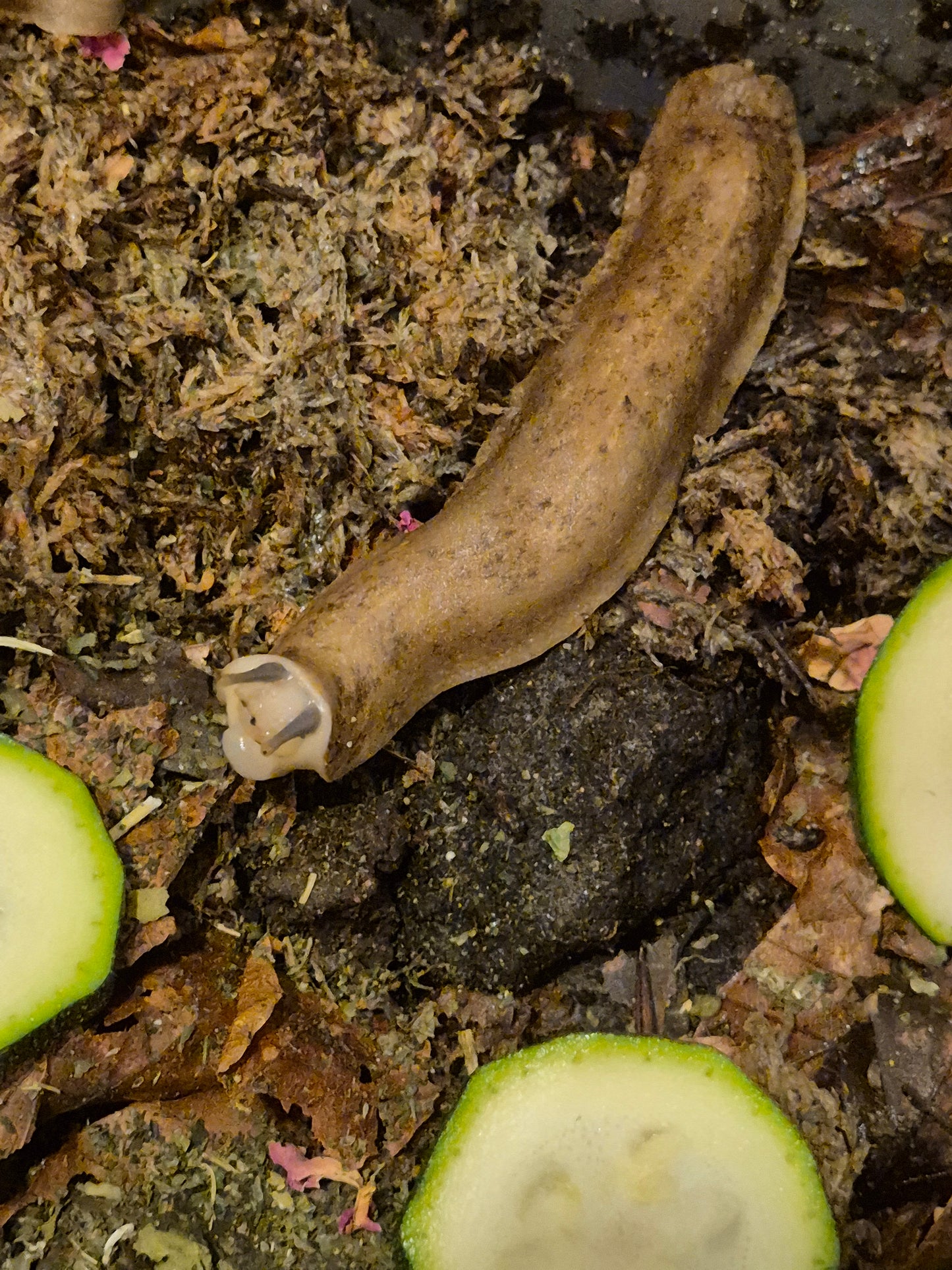 Veronicella Sloanii "Pancake Slug" Juvenile