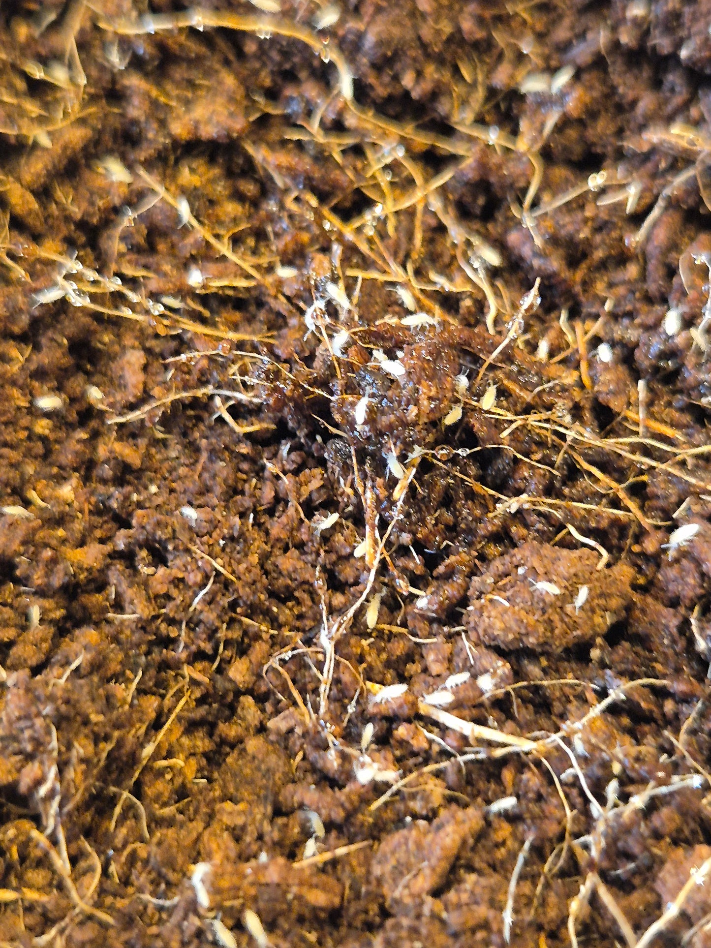 Tropical White Springtails (Collembola sp)