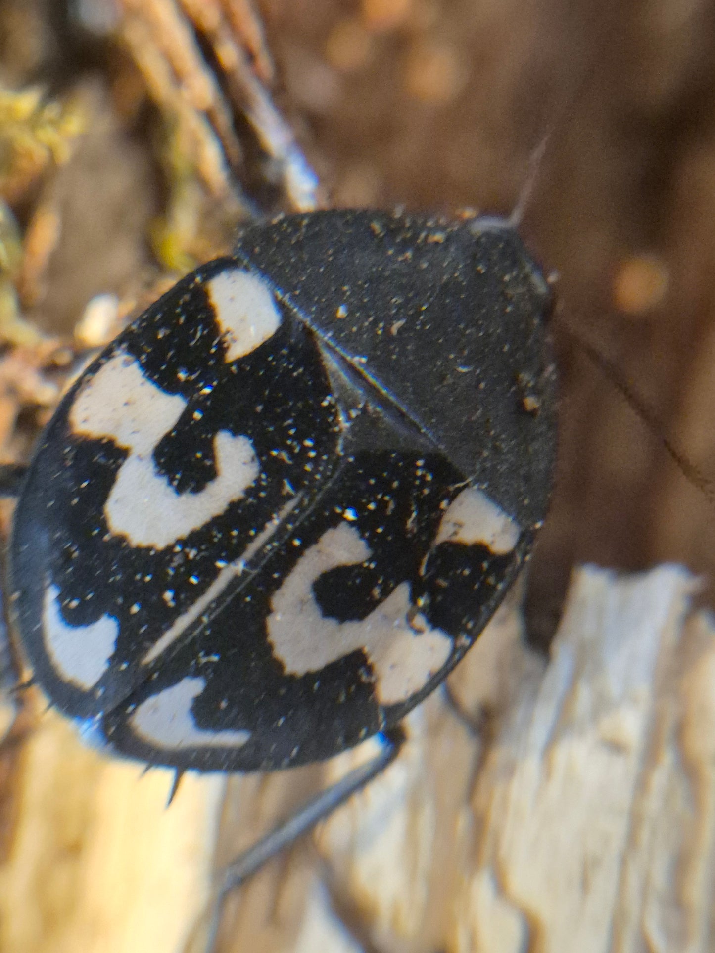 Therea olegrandjeani (Question Mark Cockroach)