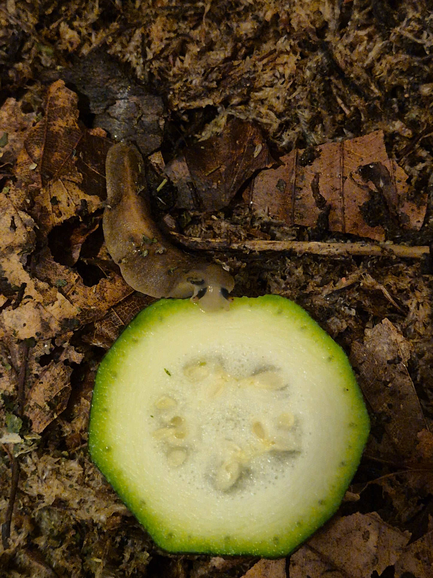 Veronicella Sloanii "Pancake Slug" Juvenile