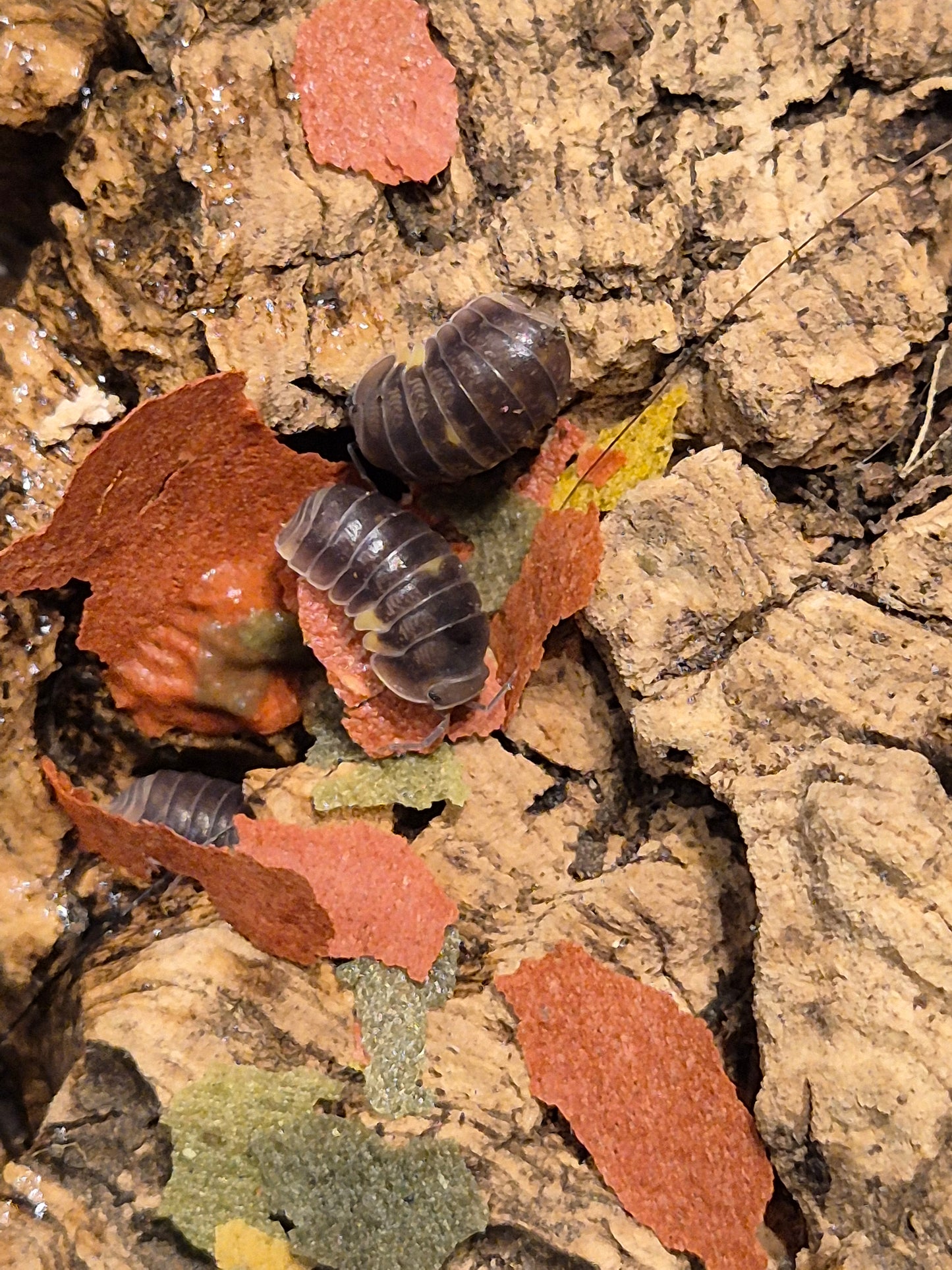 Cubaris sp R13 Ducky Isopods