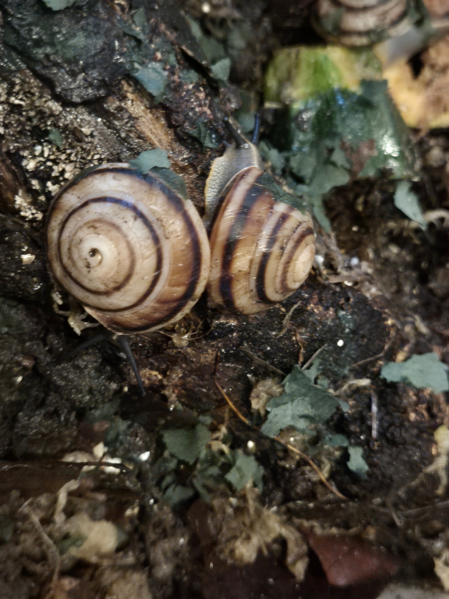 Caracolus Marginella
