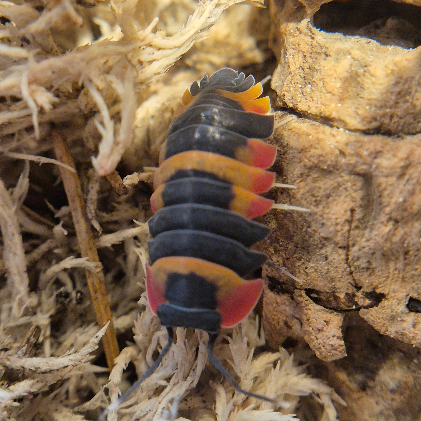 Ardentiella sp. Phoenix