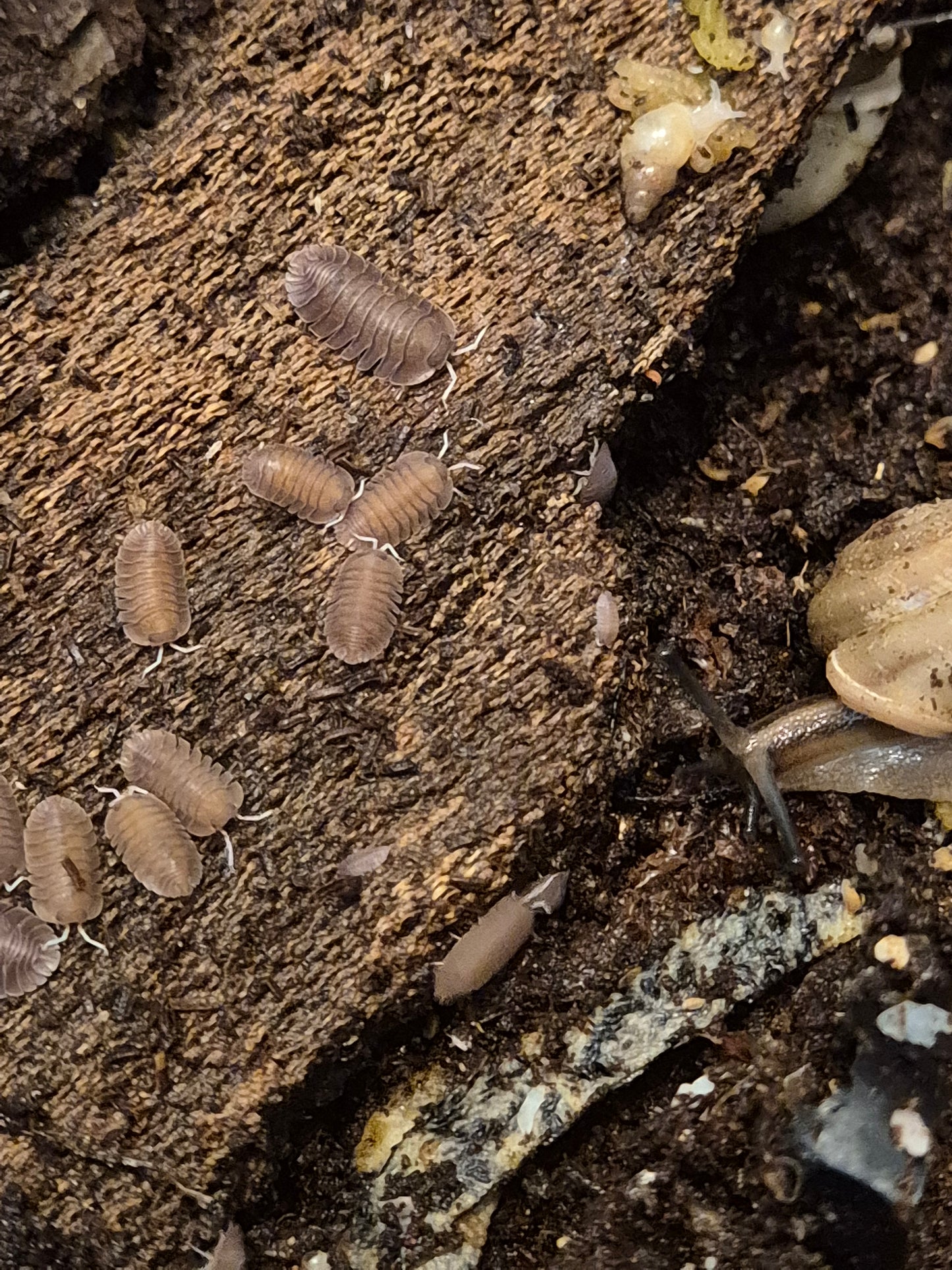 Troglodillo sp. Soil isopods - The Bug Room