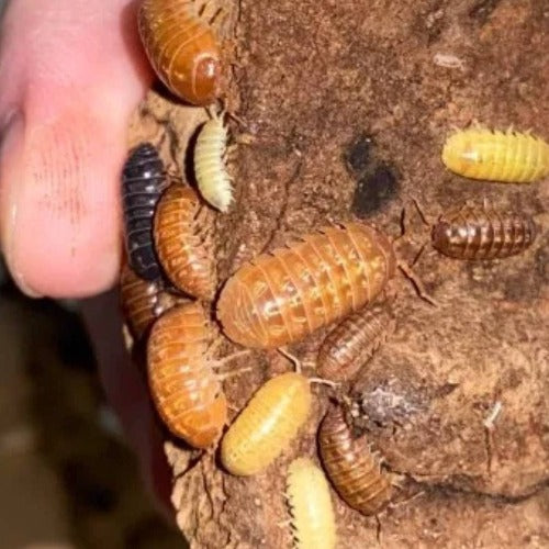 Isopods - Armadillidium Vulgare (Gem Mix), woodlice, isopod, bioactive bugs, clean up crew, CUC or Great Pet!