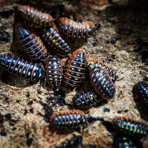 Armadillidium Klugii Montenegro Clown Isopods - woodlice, isopod, bioactive, CUC, Terrarium, Vivarium