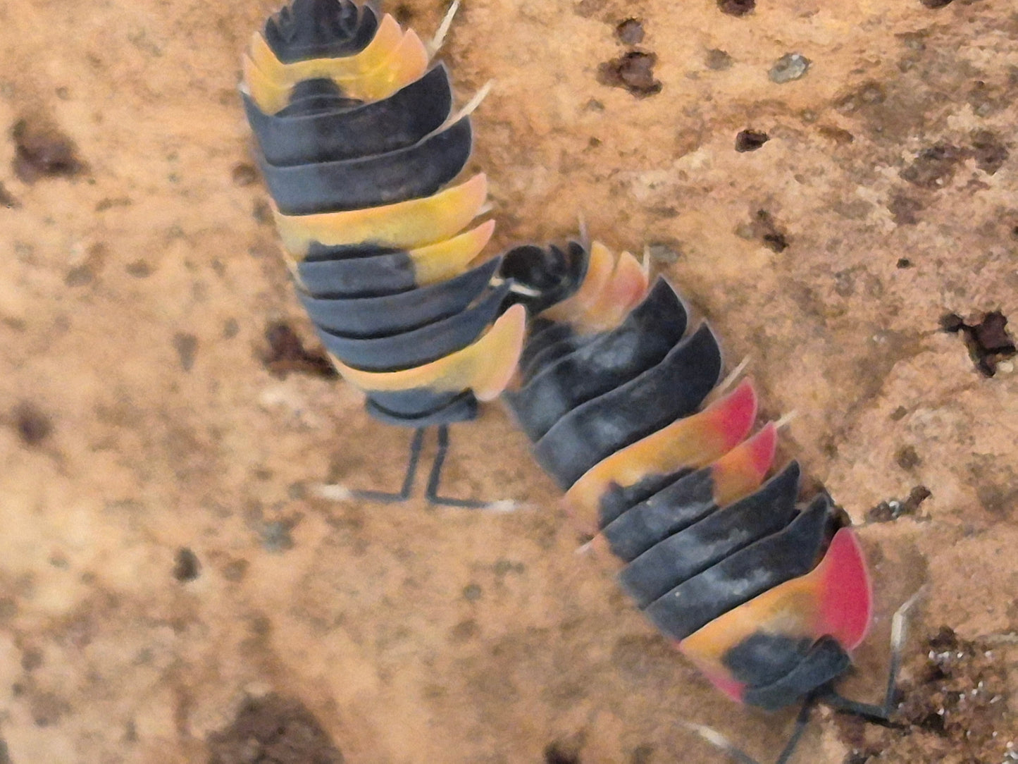 Merulanella sp "Phoenix"