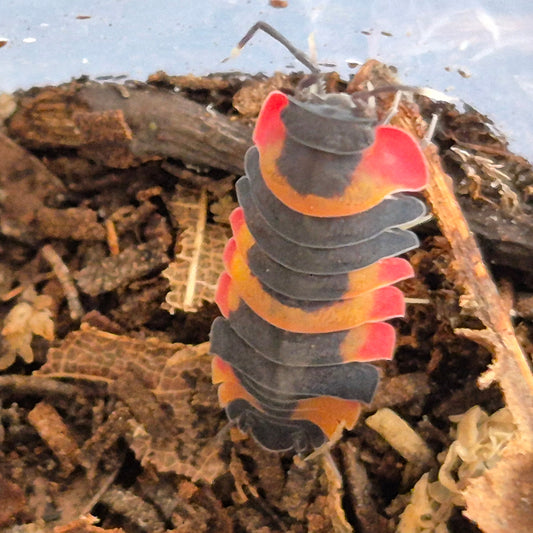 Merulanella sp "Phoenix" Isopods