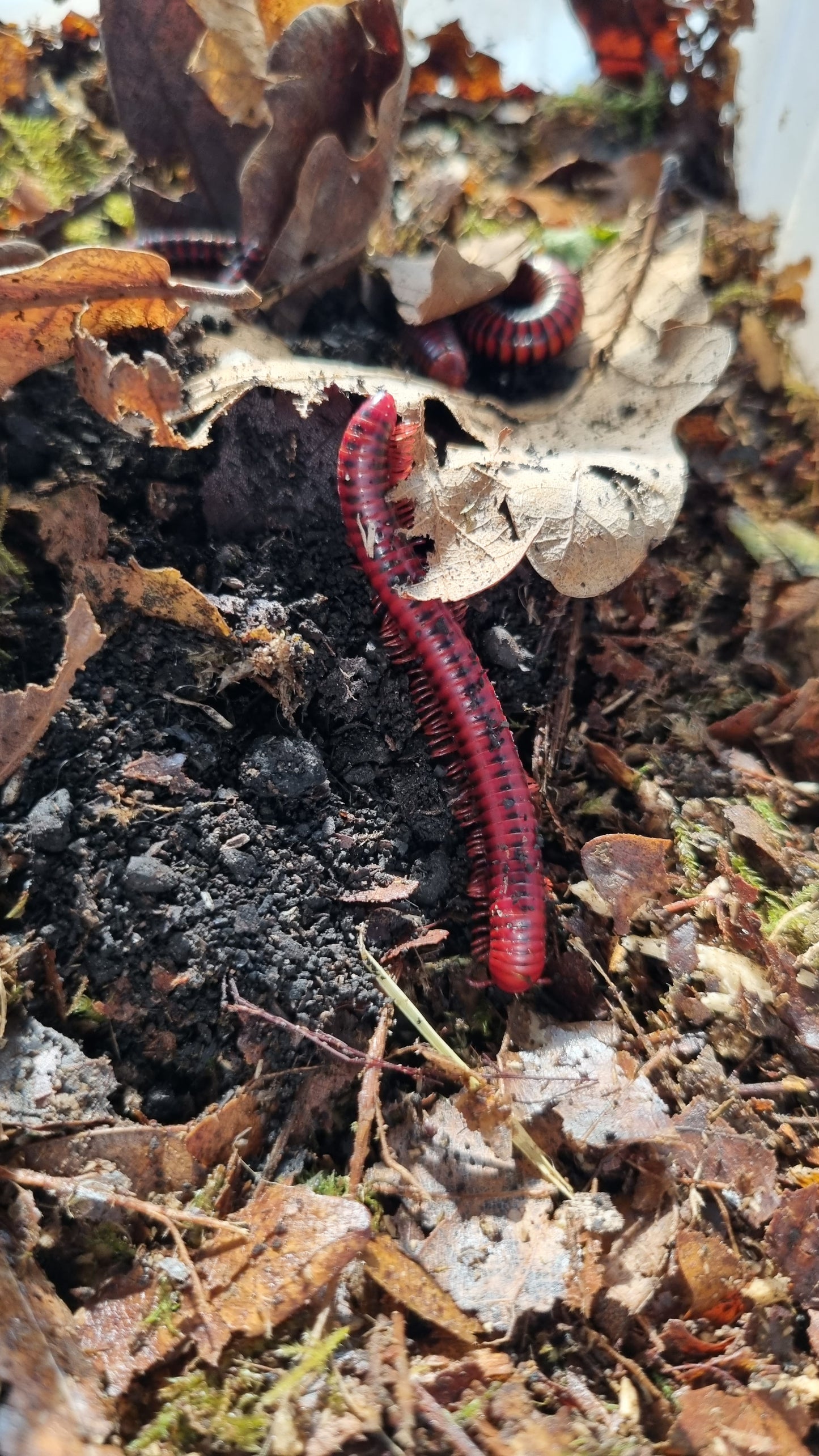 Centrobolus fulgidus "Black Fire" Millipedes