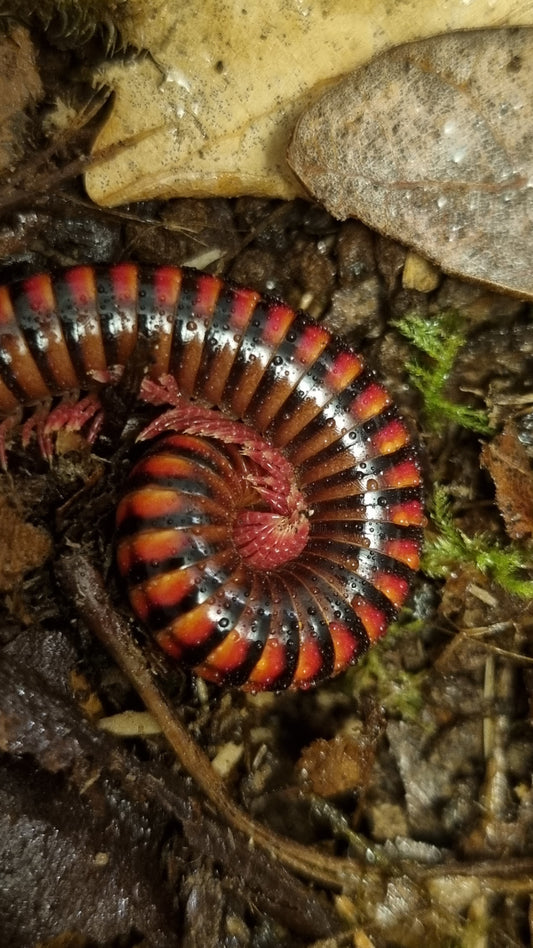Centrobolus fulgidus "Black Fire" Millipedes
