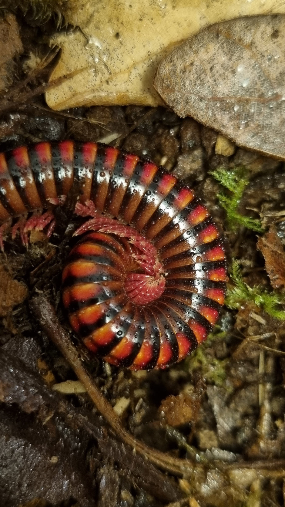 Millipedes for Sale UK Captive Bred Millipedes The Bug Room The Bug Room