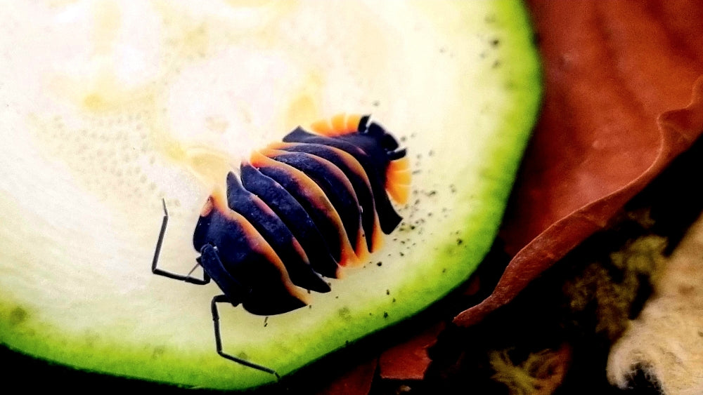 Merulanella sp. "Ember Bee" Isopods