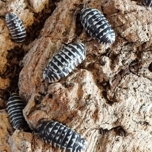 Armadillidium Maculatum "Zebra" Isopods