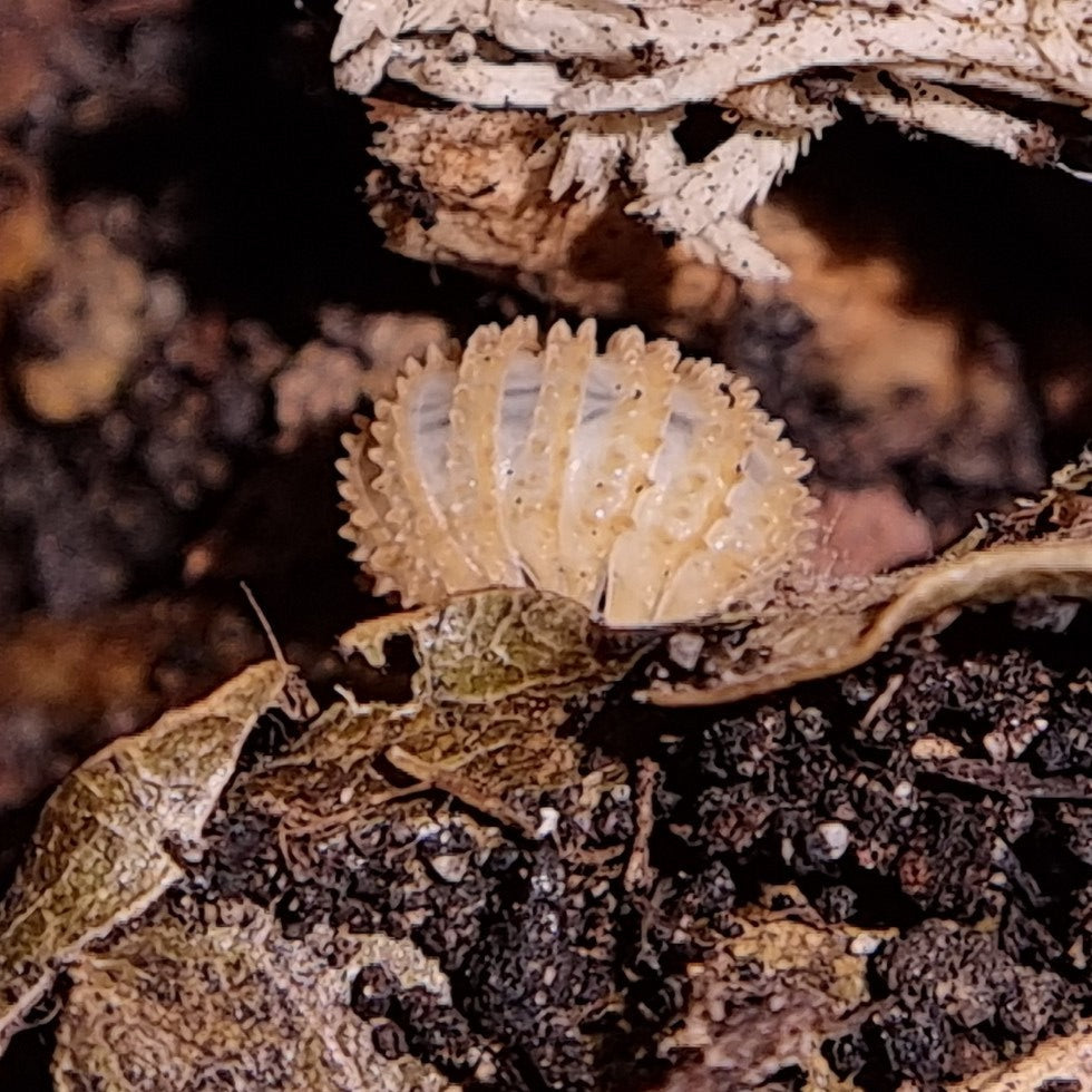 Cristarmadillidum Muricatum Isopods