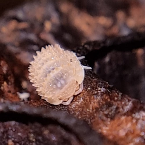 Cristarmadillidum Muricatum Isopods