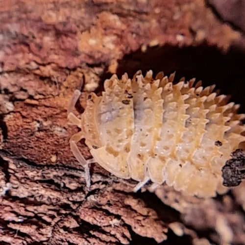 Cristarmadillidum Muricatum Isopods