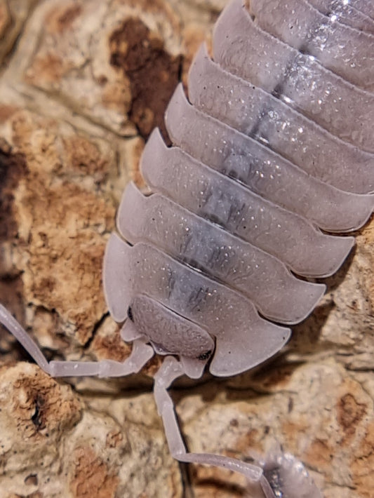 Porcellio Incanus Baeticensis "Violet" Isopods
