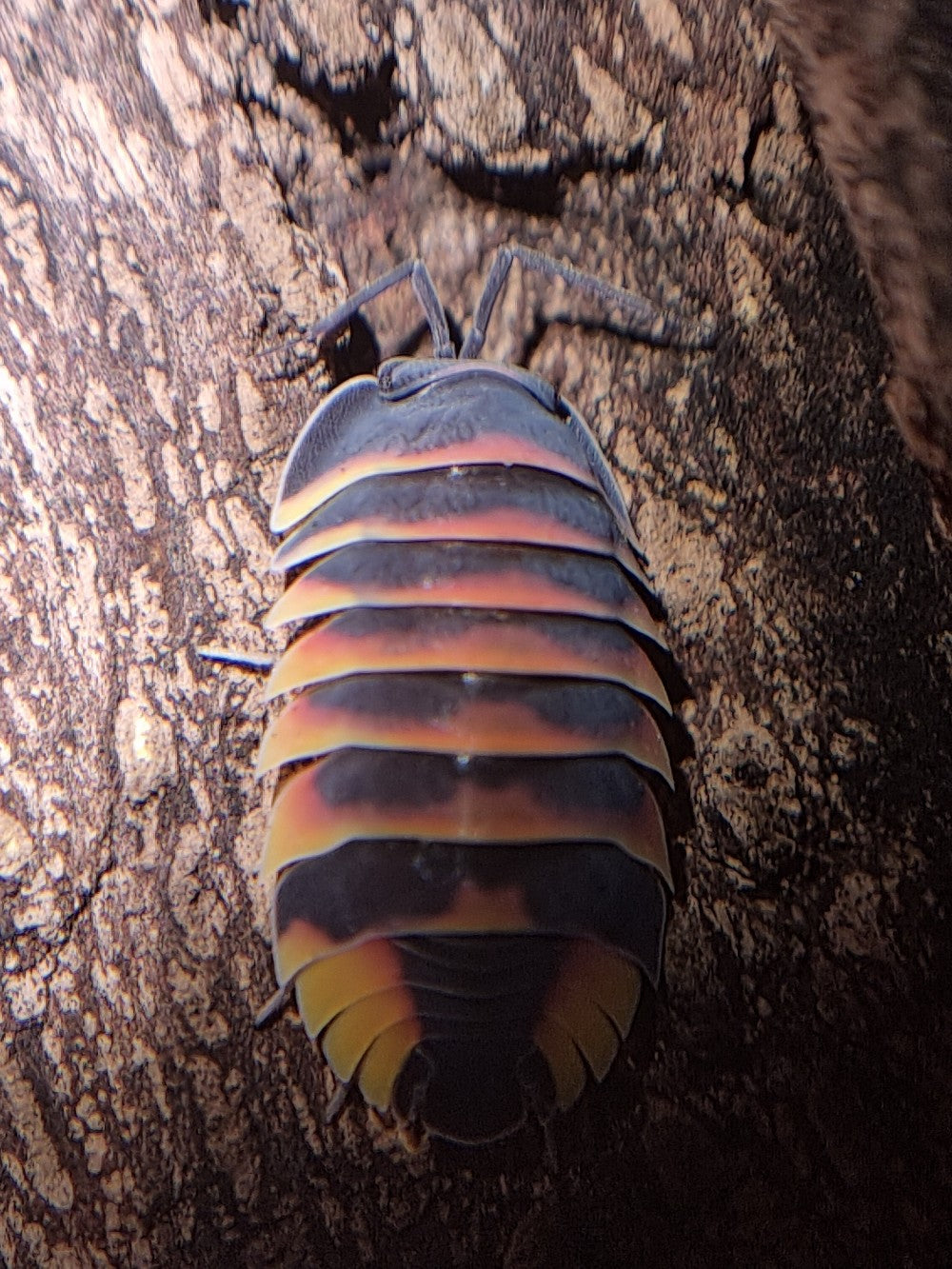 Merulanella sp. "Ember Bee" Isopods