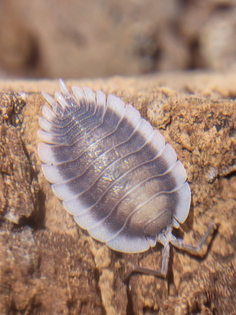 Porcellio Werneri "Greek Shield" Isopods