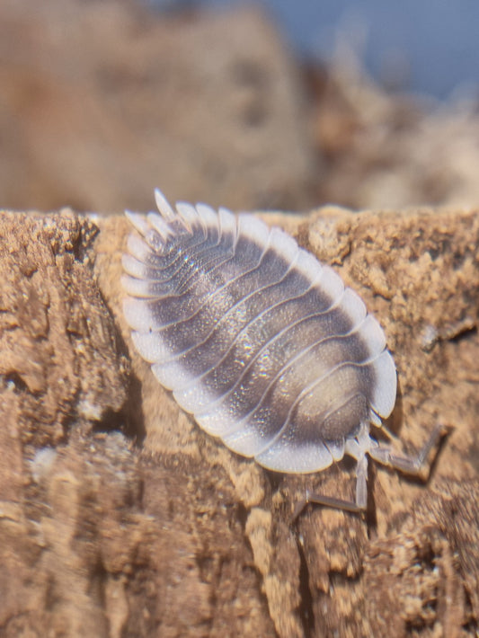 Porcellio Werneri "Greek Shield" Isopods
