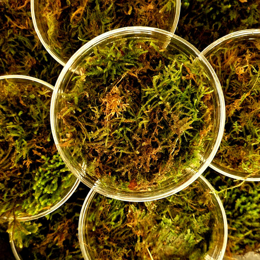 Live moss for terrariums