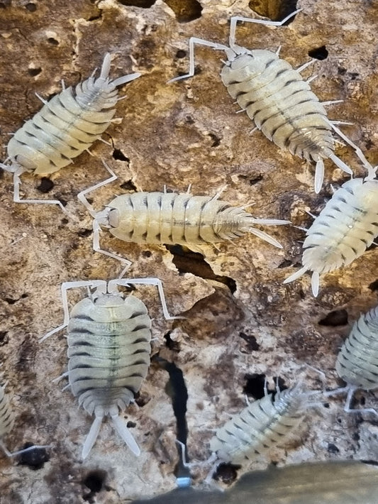 Porcellio Bolivari Isopods