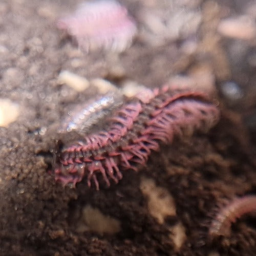Desmoxytes planata "Pink Dragon" Millipedes