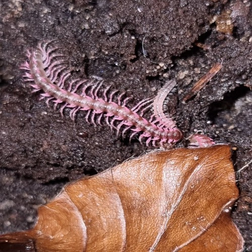 Desmoxytes planata "Pink Dragon" Millipedes