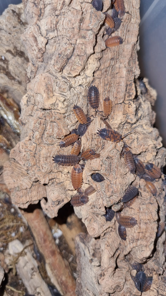 Porcellio Scaber "Lava" Isopods