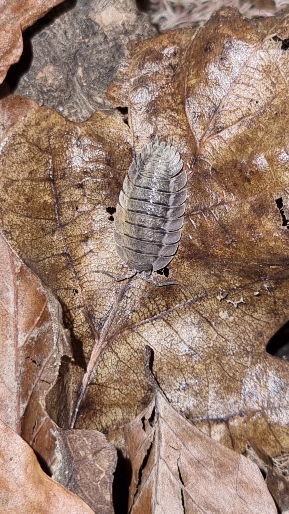 Porcellio Spatulatus "Coros" Isopods