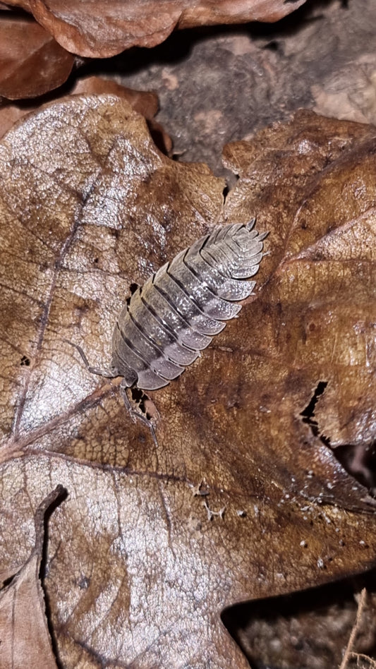 Porcellio Spatulatus "Coros" Isopods